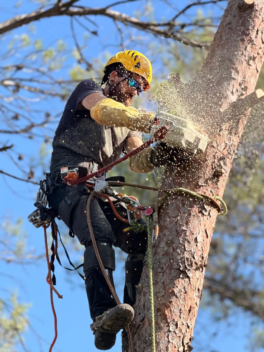 Élagueur encordé tronçonnant le tronc d'un pin, copeaux de bois en l'air